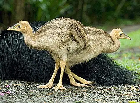 南方,食火鸡,南部火鸡,幼禽,阿瑟顿高原,昆士兰,澳大利亚