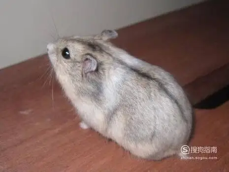 养殖仓鼠的种类详细说明