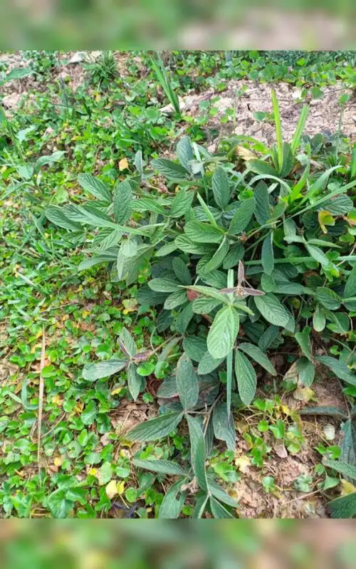 野生千斤拔!识货的老板看过来,需要的老板,知会一声,谢谢!