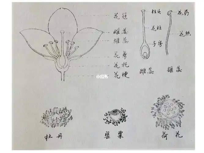 在萼片上方,被花瓣包围)子房下位(子房突出在花萼之下如蔷薇科)图3