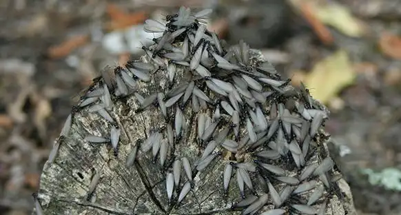 白蚁群体中有明确的"社会分工":蚁后,蚁王负责繁衍后代(原始蚁后能活