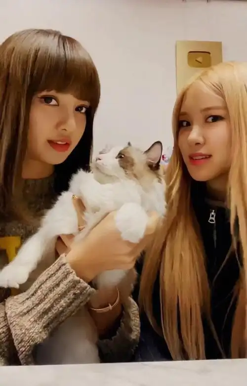 blackpink lisa rose 朴彩英