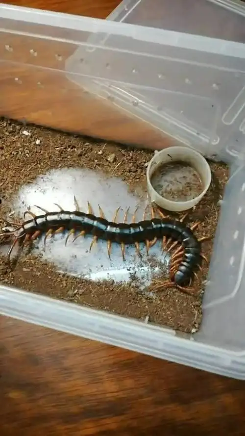 这只巨人蜈蚣是家里的独苗了,要好好的饲养了