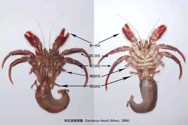 被椰子蟹夹一下会肿成椰子吗