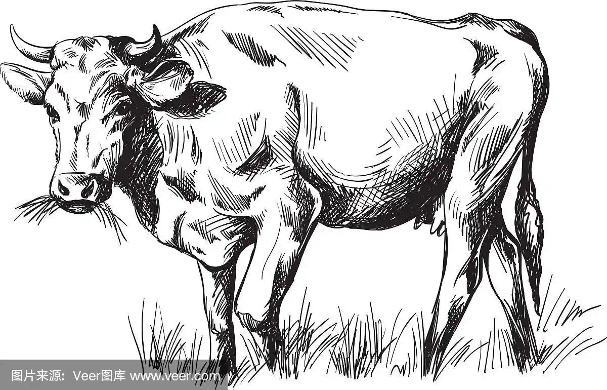 手绘的奶牛素描