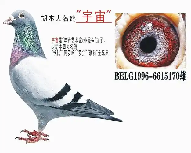 胡本年轻宇宙公主-北京龙腾鸽业-中信网爱鸽商城