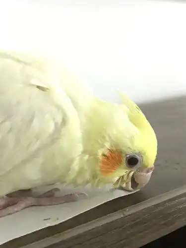 玄凤鹦鹉眼睛长了一颗红痘痘,请帮忙看一下是不是生病了