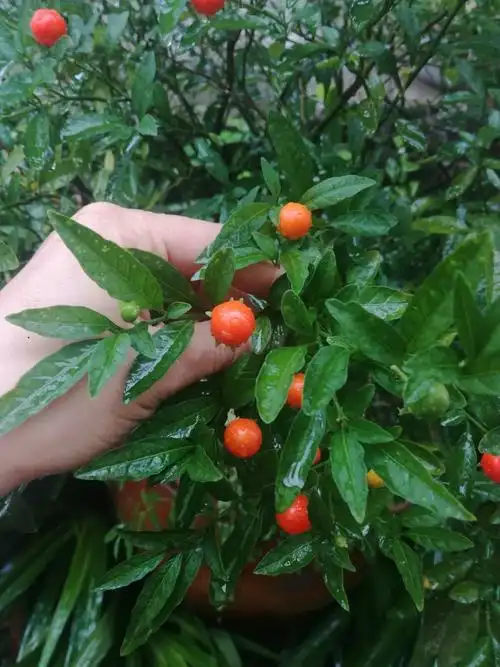 珊瑚樱美丽有毒,蛇伤有无毒不可大意.