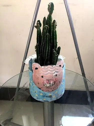 塑料瓶做的小花盆.