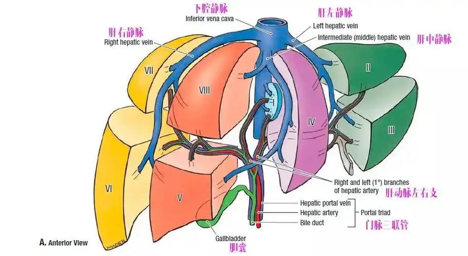 肝脏的血供,淋巴与神经支配_门静脉