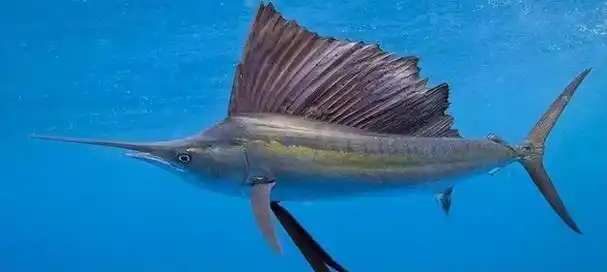 回顾游速快的海中超跑出生有米粒大成年后却能刺穿潜艇