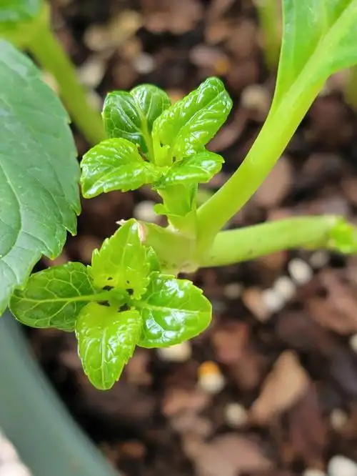 绣球叶芯黑了是怎么了呀