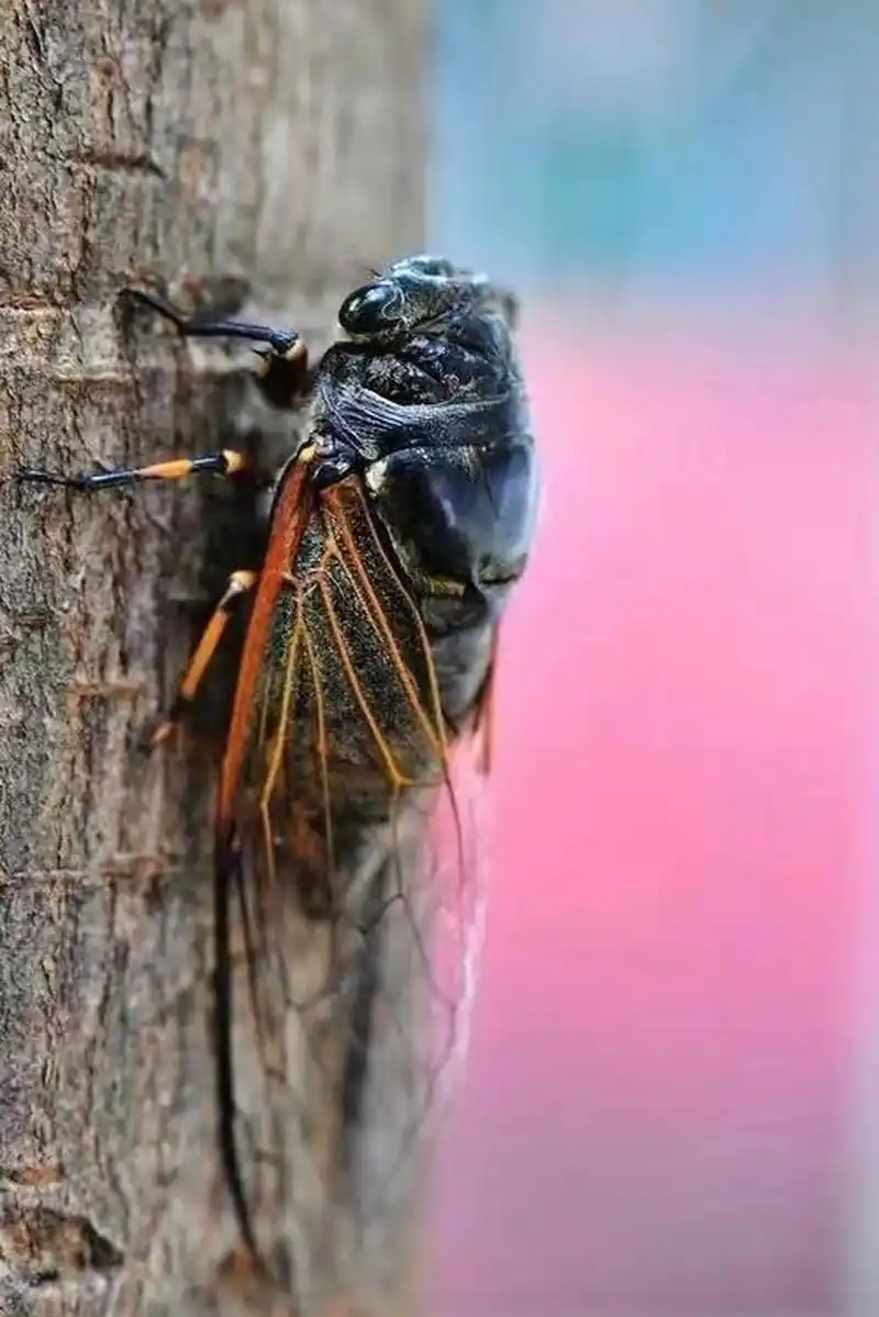 分享图片:瞧,一只漂亮的大知了