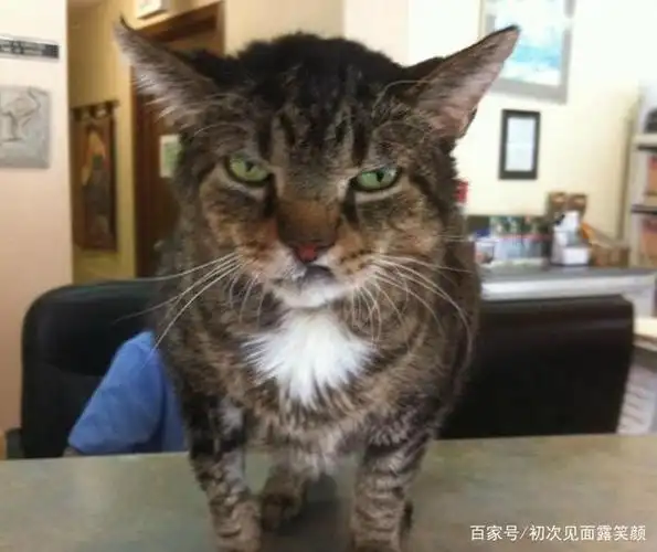 14张"难得一见"的猫咪生气照,那不屑一顾的表情真惹人喜爱