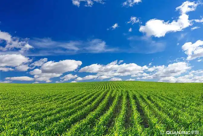 玉米田图片_图片大全