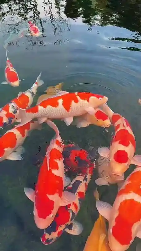 480_853竖版 竖屏