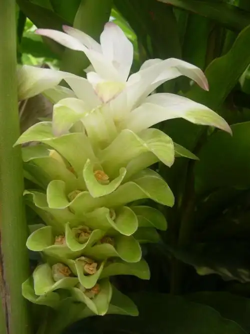 供应姜黄提取物