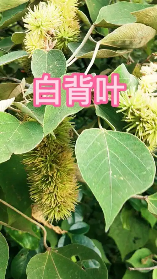 认识中草药白背叶别名叶下白白背木白朴树等名蒴果球形密生被灰白色星