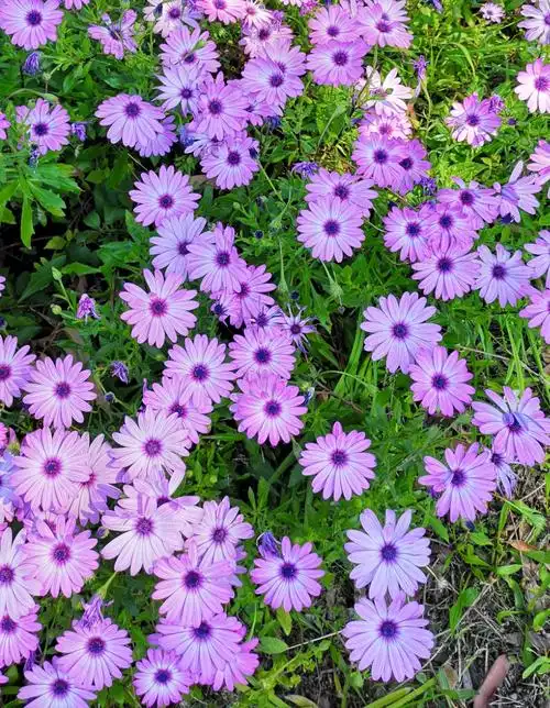 花园栅栏外的草坪边一地紫色野菊花,年年花开花谢吐露着自己的芬芳.