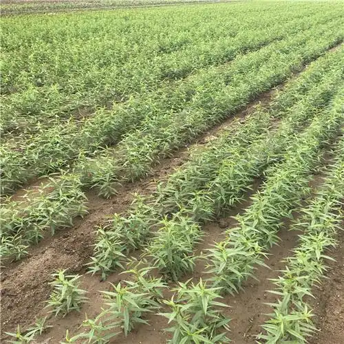 【合森园艺场黄桃树苗,两年黄桃树苗,黄桃树苗大量直销,黄桃树苗批发