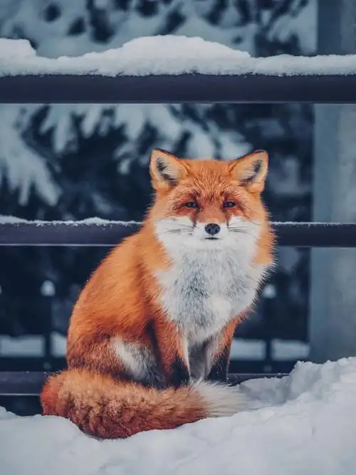 好可爱的小狐狸真想养一只