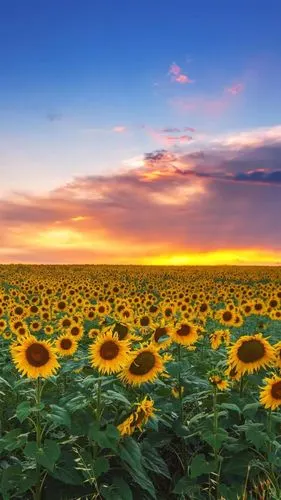 他所传递给你的,都是积极乐观,快乐向上,充满热情,希望与信念的美好