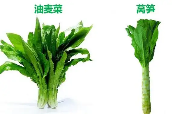 二,形态区别1,油麦菜油麦菜是长叶莴笋,因而叶片比较细长,且表面较为