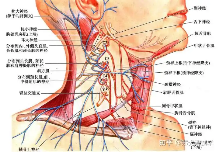 颈丛解剖学概述