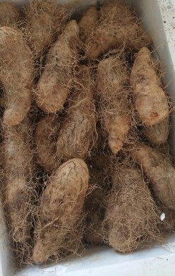 广东新鲜毛薯5斤火苕脚板薯田薯粉糯香山药番薯