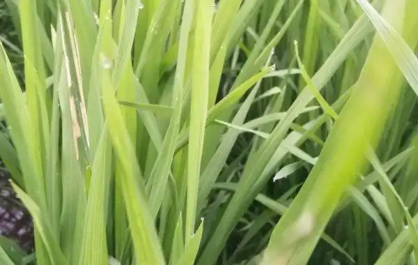 水稻潜叶蝇用什么农药防治