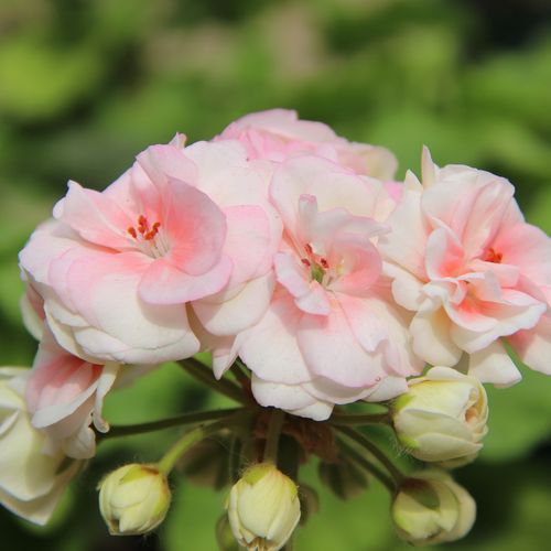 直立重瓣天竺葵花苗国王美化室内阳台四季开花盆栽花卉