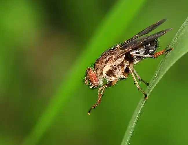 p>牛虻, a href="#" data-lemmaid="1505489">虻 /a>的俗称,状似蝇而