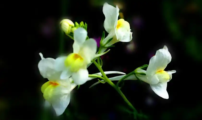 色彩斑斓的柳穿鱼