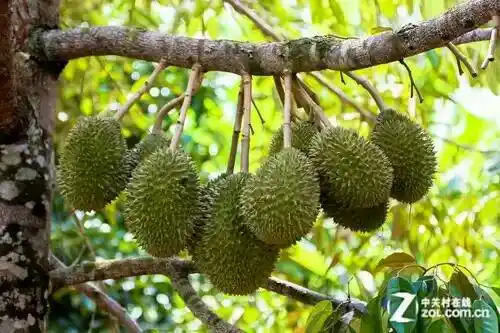 榴莲长在树上吗?