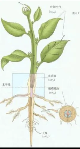 植物分为五个部分,根,茎,叶,花,果实.