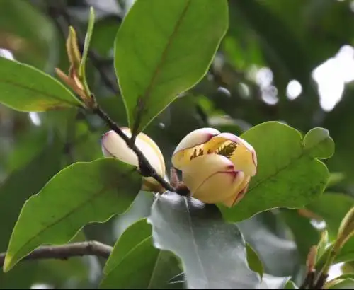 求教:红花含笑有几个品种?