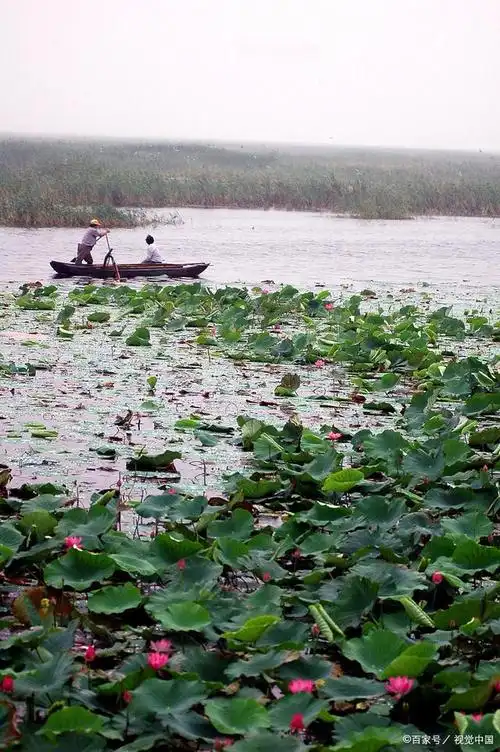 白洋淀位于河北省,是该省最大的湖泊.有华北明珠,华北之肾的美誉.