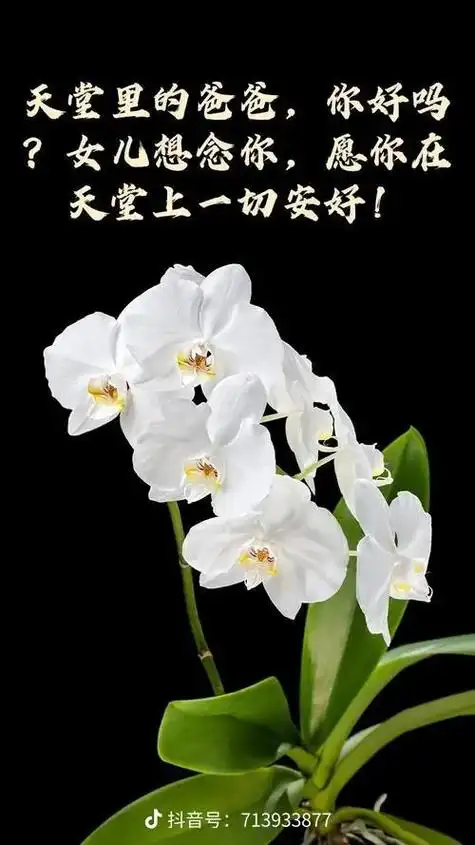 愿天堂没有痛苦一切安好 #只有照片能记录这份珍贵  - 抖音