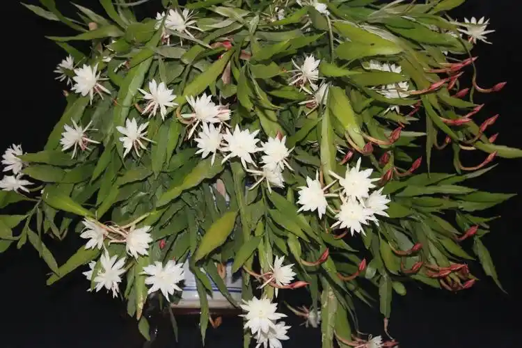 昙花多久开一次花(昙花的花语和象征意义)