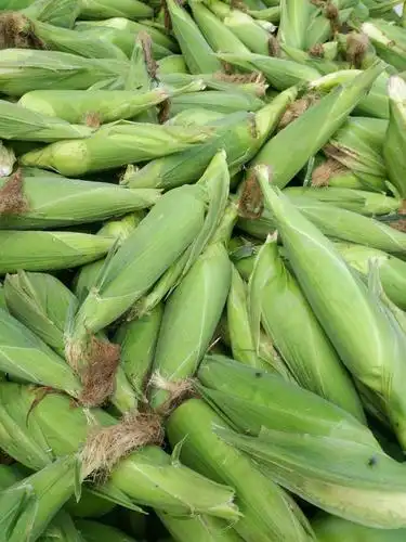 [糯玉米批发]糯玉米 带壳 甜糯价格0.8元/斤 - 惠农网