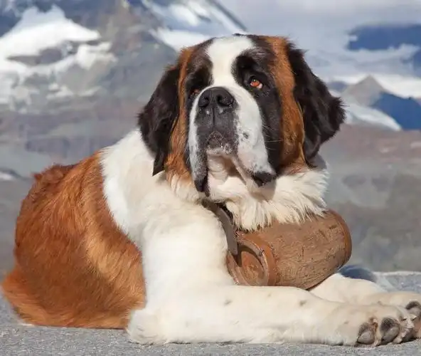 大型犬有哪些品种(长毛大型犬品种大全及图片)-七暖网