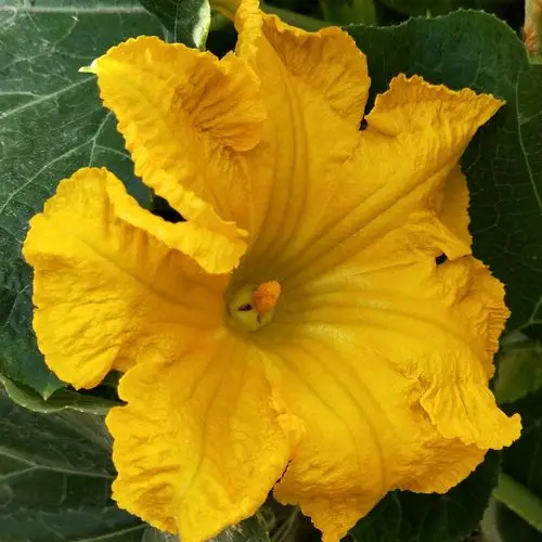 其它 土里土气的 ——南瓜花   南瓜谣 土里土气