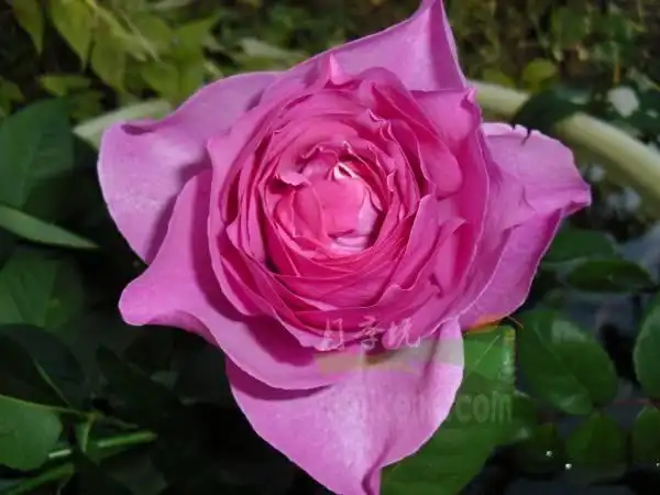 灌木月季 伊芙窈窕淑女slender beauty,日文名称イヴスレンダービュー