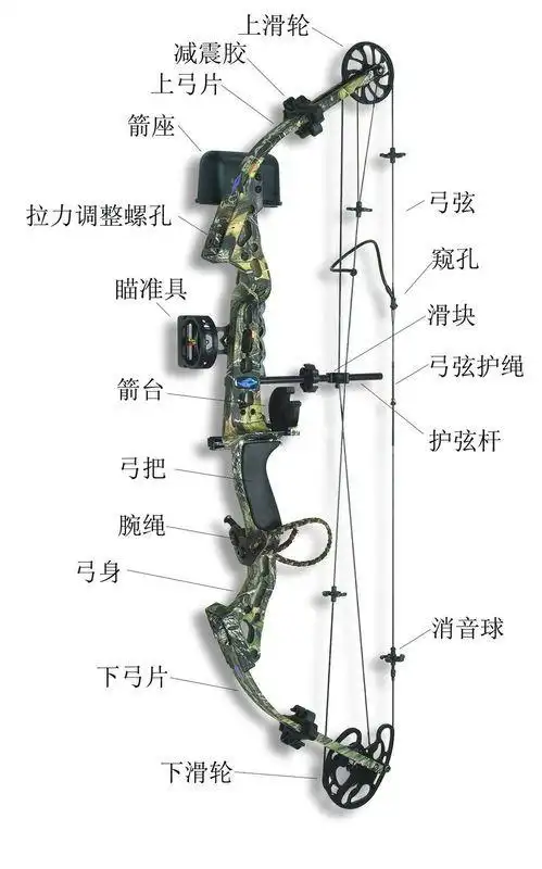 应该从哪一种弓入门呢?不同类型的弓有什么区别吗?