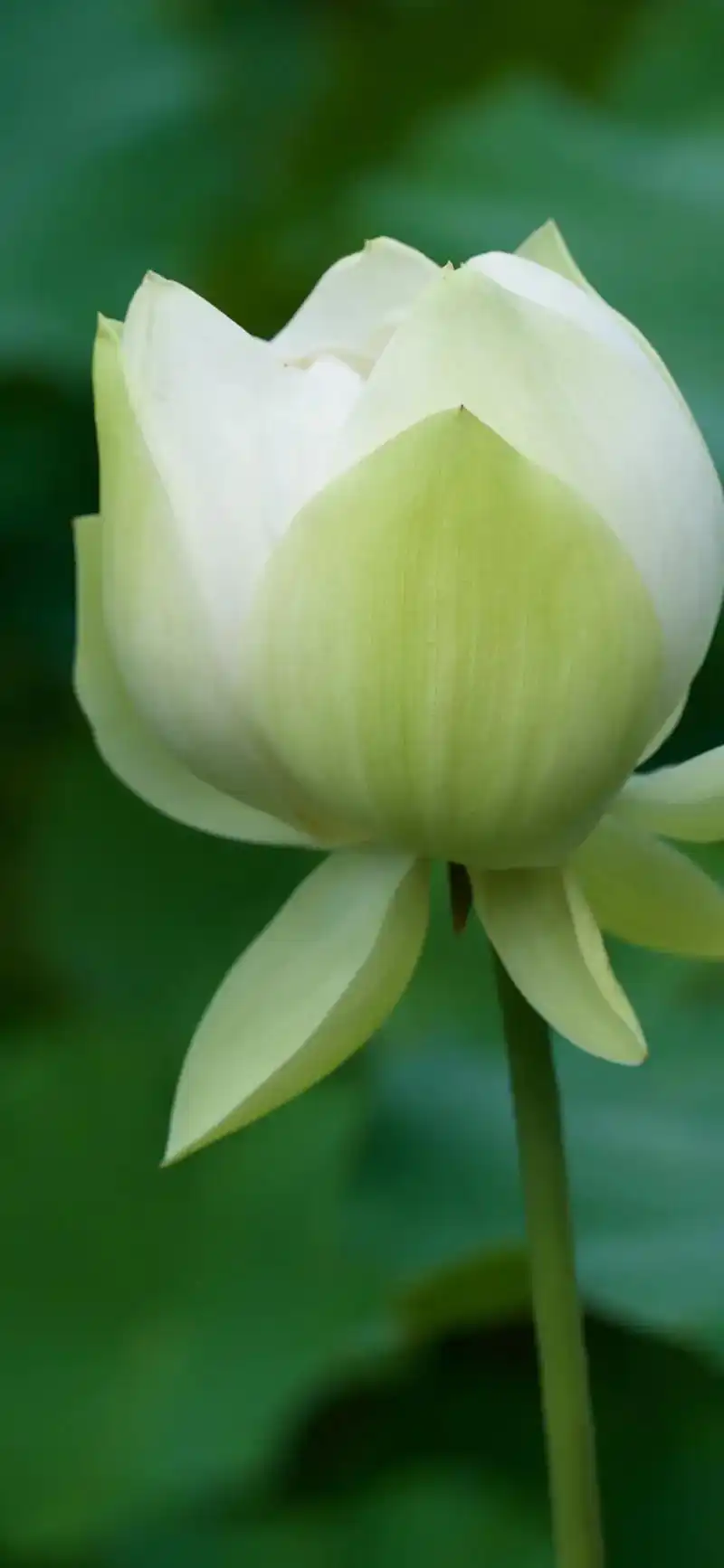 白莲花 #清新壁纸 #绿色系壁纸 #荷花飘香 应众多人要求 - 抖音