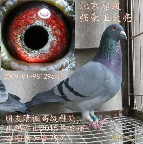 北京赛鸽大腕王大亮已售