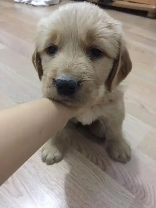 一个月大的金毛,帮忙看一下这只金毛品相怎么样?