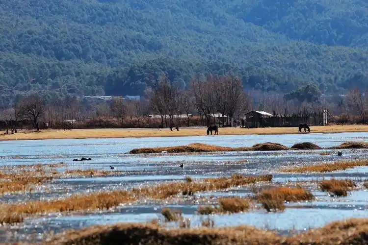 云南丽江之拉市海