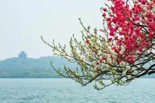 中国浙江省杭州西湖春天景观西湖畔多色桃花