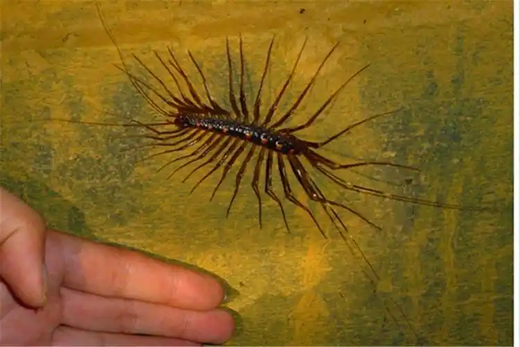 家里出现蚰蜒预示风水,蚰蜒为什么不能踩死